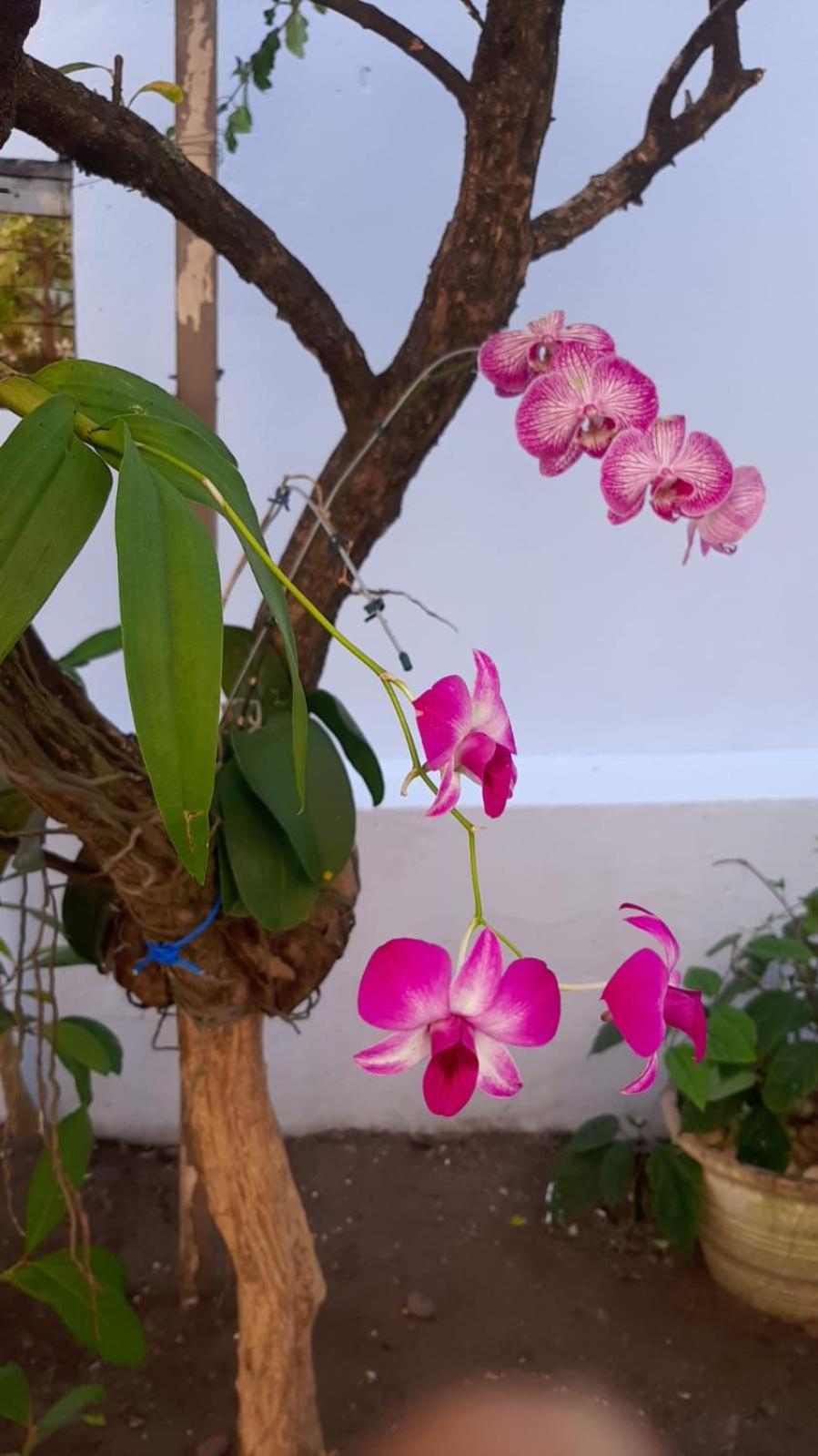 Hostel Salvador Orquideas 外观 照片