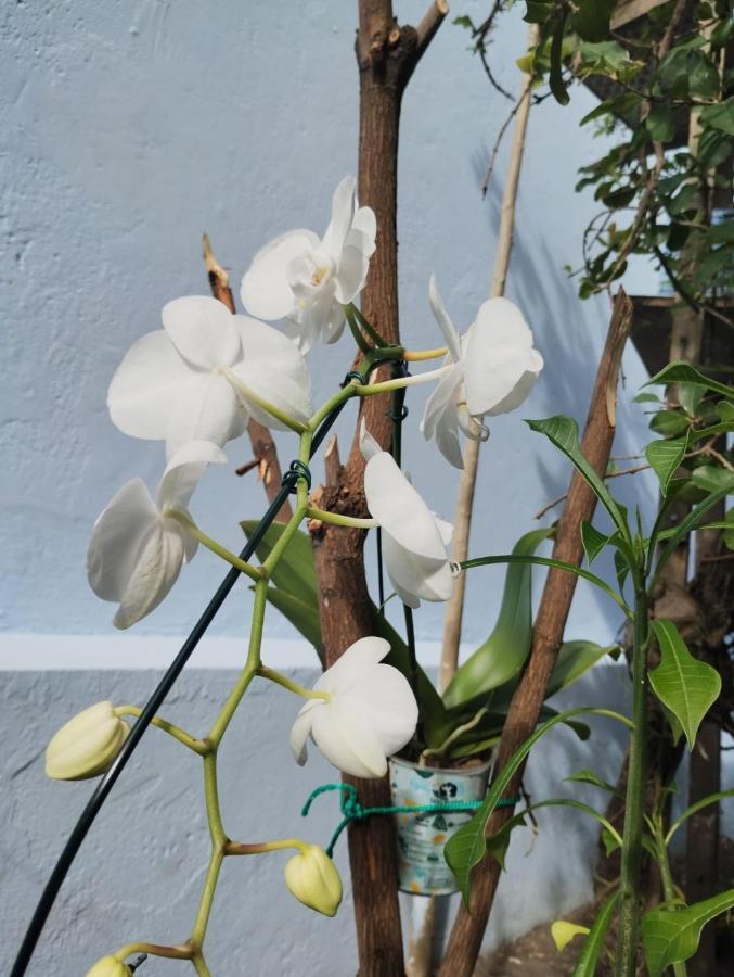 Hostel Salvador Orquideas 外观 照片