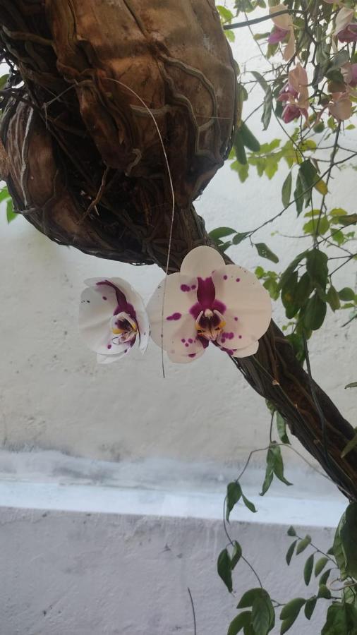 Hostel Salvador Orquideas 外观 照片
