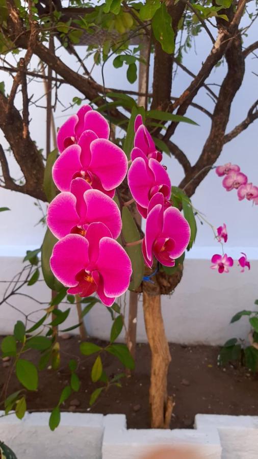 Hostel Salvador Orquideas 外观 照片